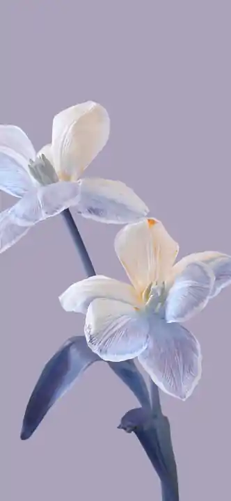 Wallpaper