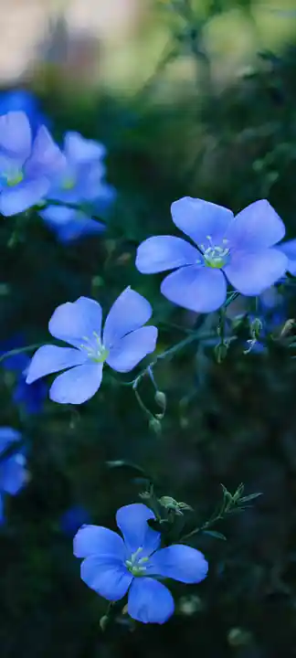 Wallpaper